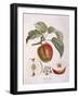 Apple Belle Fleur Henry Louis Duhamel Du Monceau, Botanical Plate by Pierre Jean Francois Turpin-null-Framed Giclee Print