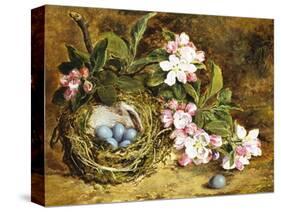 Apple Blossom and a Bird's Nest-H. Barnard Grey-Stretched Canvas