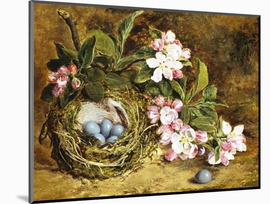 Apple Blossom and a Bird's Nest-H. Barnard Grey-Mounted Giclee Print