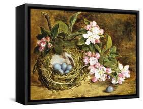 Apple Blossom and a Bird's Nest-H. Barnard Grey-Framed Stretched Canvas