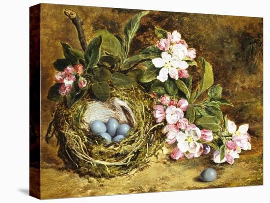 Apple Blossom and a Bird's Nest-H. Barnard Grey-Stretched Canvas