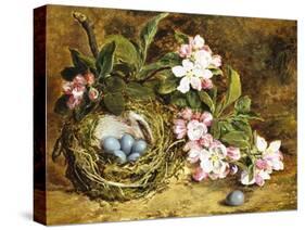 Apple Blossom and a Bird's Nest-H. Barnard Grey-Stretched Canvas