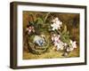 Apple Blossom and a Bird's Nest-H. Barnard Grey-Framed Giclee Print