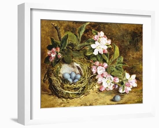 Apple Blossom and a Bird's Nest-H. Barnard Grey-Framed Giclee Print