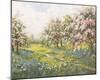 Apple Blossom and Bluebells-John Halford Ross-Mounted Giclee Print