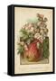 Apple Blossom and Fruit-William Henry James Boot-Framed Stretched Canvas