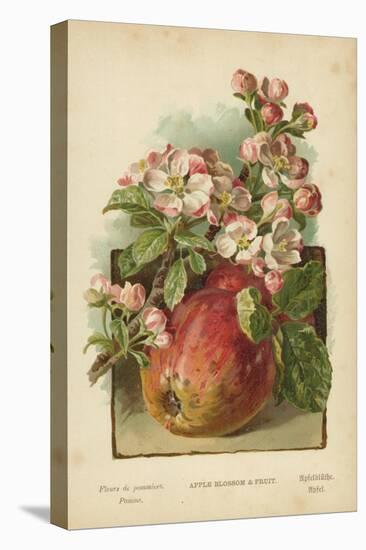 Apple Blossom and Fruit-William Henry James Boot-Stretched Canvas