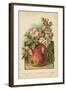 Apple Blossom and Fruit-William Henry James Boot-Framed Giclee Print