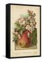 Apple Blossom and Fruit-William Henry James Boot-Framed Stretched Canvas