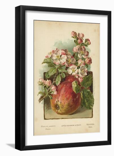 Apple Blossom and Fruit-William Henry James Boot-Framed Giclee Print