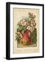Apple Blossom and Fruit-William Henry James Boot-Framed Giclee Print