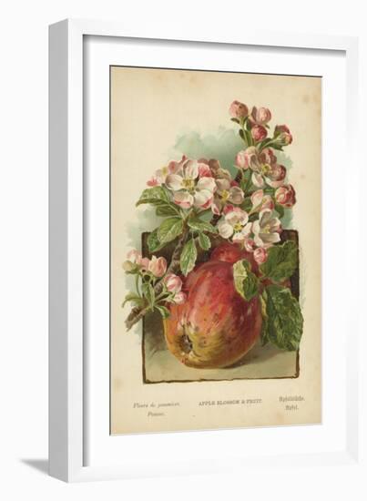 Apple Blossom and Fruit-William Henry James Boot-Framed Giclee Print