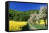 Apple Blossom and Oil-Seed Rape (Brassica Napus)-null-Framed Stretched Canvas