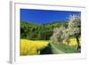 Apple Blossom and Oil-Seed Rape (Brassica Napus)-null-Framed Photographic Print