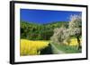 Apple Blossom and Oil-Seed Rape (Brassica Napus)-null-Framed Photographic Print