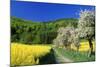 Apple Blossom and Oil-Seed Rape (Brassica Napus)-null-Mounted Photographic Print