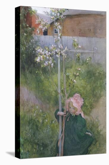 Apple Blossom (Appelblom), 1894-Carl Larsson-Stretched Canvas