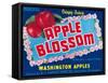 Apple Blossom Apple Label - Wenatchee, WA-Lantern Press-Framed Stretched Canvas