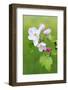 Apple Blossom, Buds, Medium Close-Up, Apple-Tree, Tree, Fork, Spring, Fruit-Tree, Pink, Pink-Herbert Kehrer-Framed Photographic Print