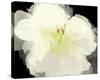 Apple Blossom Flower-Irena Orlov-Stretched Canvas