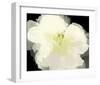 Apple Blossom Flower-Irena Orlov-Framed Art Print