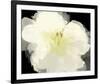 Apple Blossom Flower-Irena Orlov-Framed Art Print