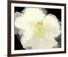 Apple Blossom Flower-Irena Orlov-Framed Art Print