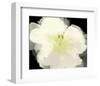Apple Blossom Flower-Irena Orlov-Framed Art Print