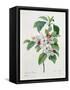 Apple Blossom, from "Les Choix Des Plus Belles Fleurs"-Pierre Joseph Redout?-Framed Stretched Canvas