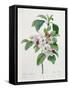 Apple Blossom, from "Les Choix Des Plus Belles Fleurs"-Pierre Joseph Redout?-Framed Stretched Canvas
