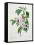 Apple Blossom, from "Les Choix Des Plus Belles Fleurs"-Pierre Joseph Redout?-Framed Stretched Canvas