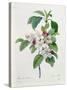 Apple Blossom, from "Les Choix Des Plus Belles Fleurs"-Pierre Joseph Redout?-Stretched Canvas