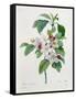 Apple Blossom, from "Les Choix Des Plus Belles Fleurs"-Pierre Joseph Redout?-Framed Stretched Canvas