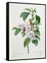 Apple Blossom, from "Les Choix Des Plus Belles Fleurs"-Pierre Joseph Redout?-Framed Stretched Canvas