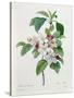 Apple Blossom, from "Les Choix Des Plus Belles Fleurs"-Pierre Joseph Redout?-Stretched Canvas