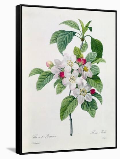 Apple Blossom, from "Les Choix Des Plus Belles Fleurs"-Pierre Joseph Redout?-Framed Stretched Canvas