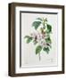 Apple Blossom, from "Les Choix Des Plus Belles Fleurs"-Pierre Joseph Redout?-Framed Premium Giclee Print