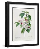 Apple Blossom, from "Les Choix Des Plus Belles Fleurs"-Pierre Joseph Redout?-Framed Premium Giclee Print