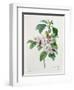 Apple Blossom, from "Les Choix Des Plus Belles Fleurs"-Pierre Joseph Redout?-Framed Premium Giclee Print