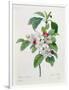 Apple Blossom, from "Les Choix Des Plus Belles Fleurs"-Pierre Joseph Redout?-Framed Premium Giclee Print