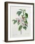 Apple Blossom, from "Les Choix Des Plus Belles Fleurs"-Pierre Joseph Redout?-Framed Giclee Print