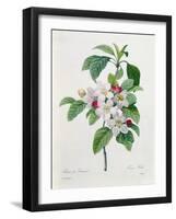 Apple Blossom, from "Les Choix Des Plus Belles Fleurs"-Pierre Joseph Redout?-Framed Giclee Print