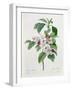 Apple Blossom, from "Les Choix Des Plus Belles Fleurs"-Pierre Joseph Redout?-Framed Giclee Print