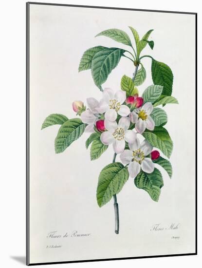 Apple Blossom, from "Les Choix Des Plus Belles Fleurs"-Pierre Joseph Redout?-Mounted Giclee Print