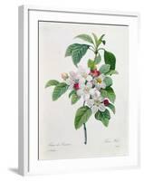 Apple Blossom, from "Les Choix Des Plus Belles Fleurs"-Pierre Joseph Redout?-Framed Giclee Print