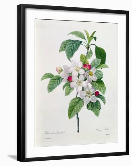 Apple Blossom, from "Les Choix Des Plus Belles Fleurs"-Pierre Joseph Redout?-Framed Giclee Print