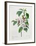 Apple Blossom, from "Les Choix Des Plus Belles Fleurs"-Pierre Joseph Redout?-Framed Giclee Print