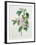 Apple Blossom, from "Les Choix Des Plus Belles Fleurs"-Pierre Joseph Redout?-Framed Giclee Print