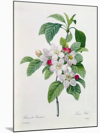 Apple Blossom, from "Les Choix Des Plus Belles Fleurs"-Pierre Joseph Redout?-Mounted Giclee Print