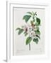 Apple Blossom, from "Les Choix Des Plus Belles Fleurs"-Pierre Joseph Redout?-Framed Giclee Print